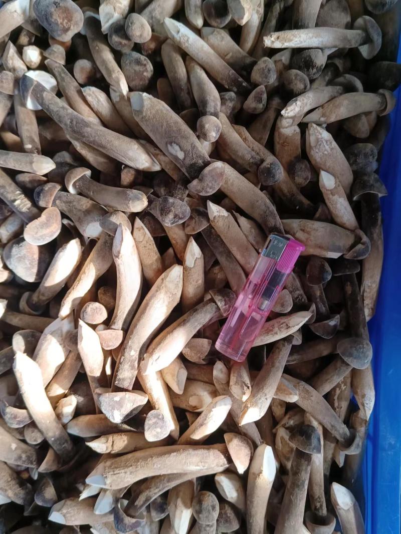 基地批发优质鲜货黑皮鸡枞菌子量大从优欢迎前来咨询采购
