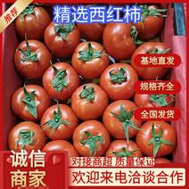 精品西红柿，产地直发质量保证可视频欢迎实地考察合作