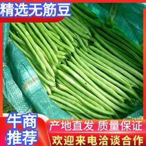 架豆精品四季豆10~15cm货源优质价格便宜欢迎采购