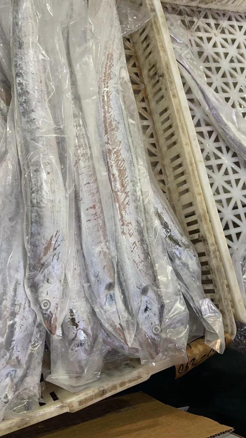 渤海湾带鱼国产带鱼本地带鱼小眼油带鱼海捕产地直销