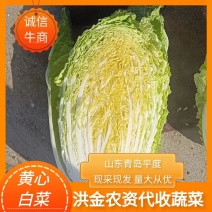 青岛平度黄心大白菜大量上市，棵大圆正，毛的，净的！