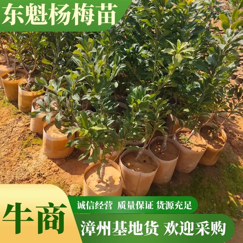 东魁杨梅苗杯苗，硬丝杨梅苗，基地货，质量保证，价格优惠