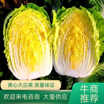 湖北沙洋黄心大白菜，新鲜量大，无虫眼，现摘现发