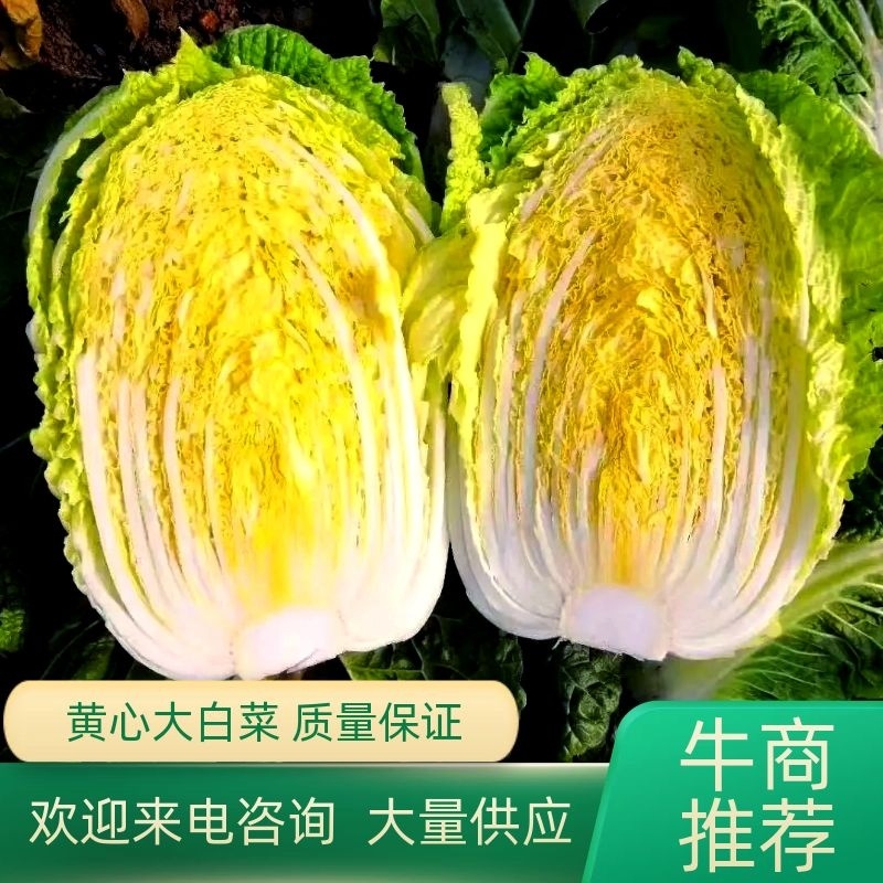 湖北沙洋黄心大白菜，新鲜量大，无虫眼，现摘现发