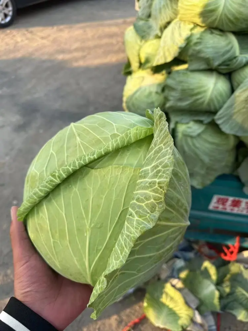 【甘蓝】湖北圆包菜现砍现发千亩基地持续供应