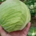 【甘蓝】湖北圆包菜现砍现发千亩基地持续供应