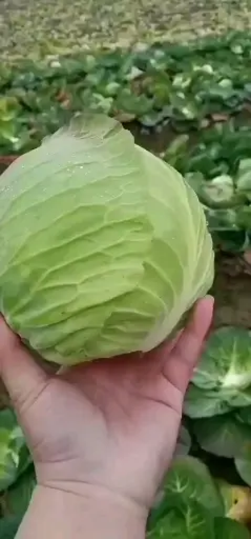 【甘蓝】湖北圆包菜现砍现发千亩基地持续供应