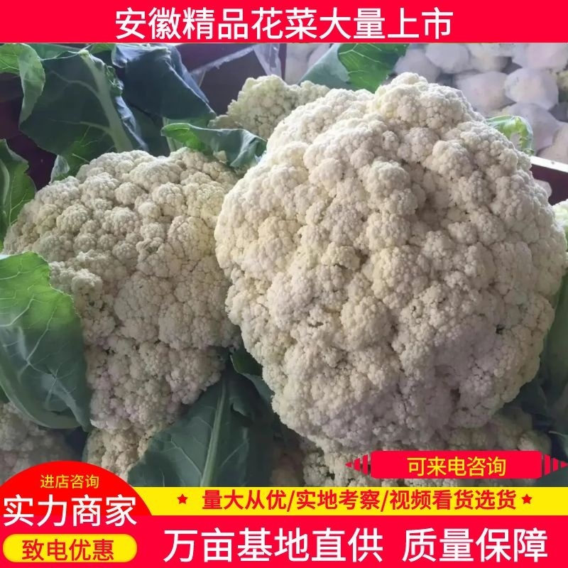 白面青梗松花菜一手货源品质保障视频看货量大优惠