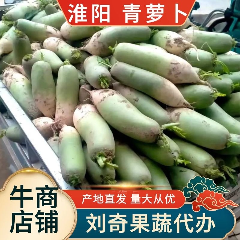 【优选】青萝卜-淮阳产地一手货源-质量好-价格低-欢迎电联
