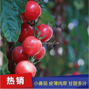 【自家种植】四川米易贝贝水果小番茄千禧圣女果纯露天5斤
