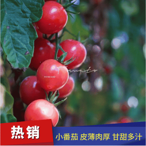 【自家种植】四川米易贝贝水果小番茄千禧圣女果纯露天5斤