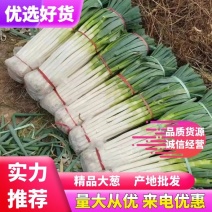 【精品批发】山东大葱日本钢葱，产地直发商超品质一手货源