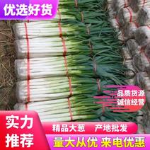【精品货】日本钢葱，大葱产地直发，一手货源，量大从优