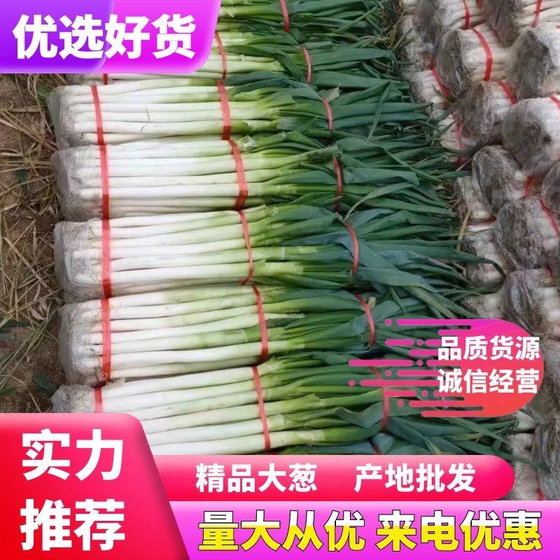 【精品货】日本钢葱，大葱产地直发，一手货源，量大从优
