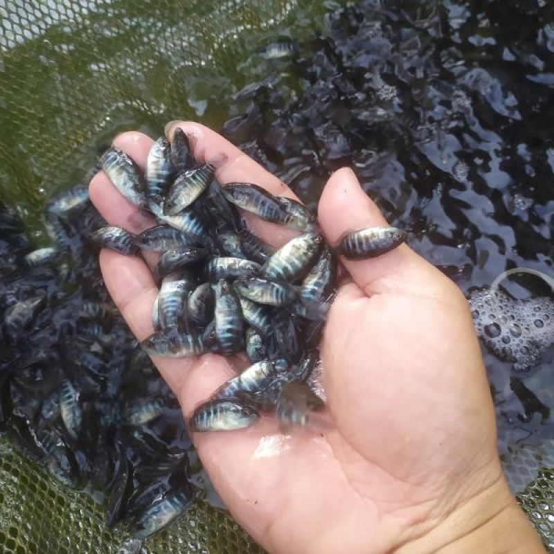 淡水石斑鱼苗鱼淡水花斑鱼苗石斑鱼苗好养殖食用鱼