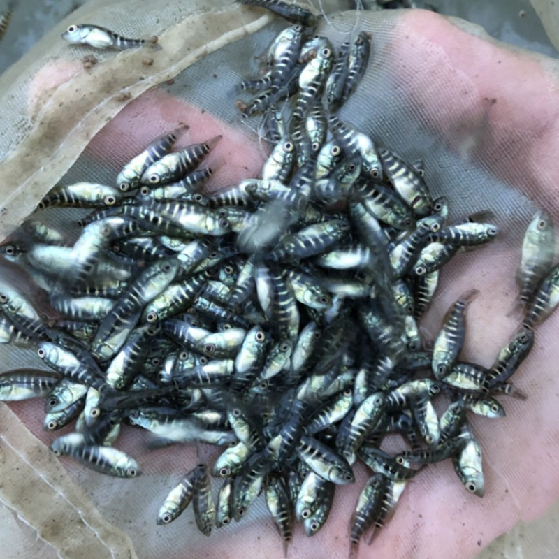 淡水石斑鱼苗鱼淡水花斑鱼苗石斑鱼苗好养殖食用鱼