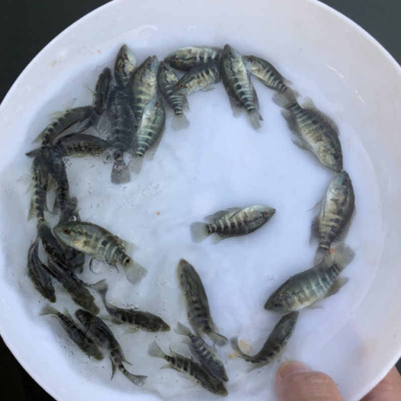 淡水石斑鱼苗鱼淡水花斑鱼苗石斑鱼苗好养殖食用鱼