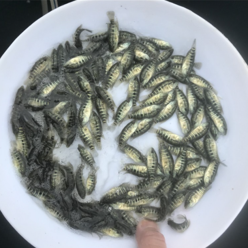 淡水石斑鱼苗鱼淡水花斑鱼苗石斑鱼苗好养殖食用鱼
