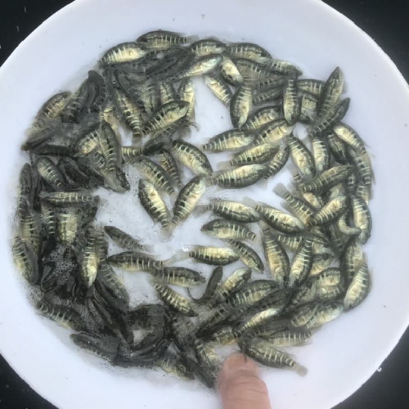 淡水石斑鱼苗鱼淡水花斑鱼苗石斑鱼苗好养殖食用鱼