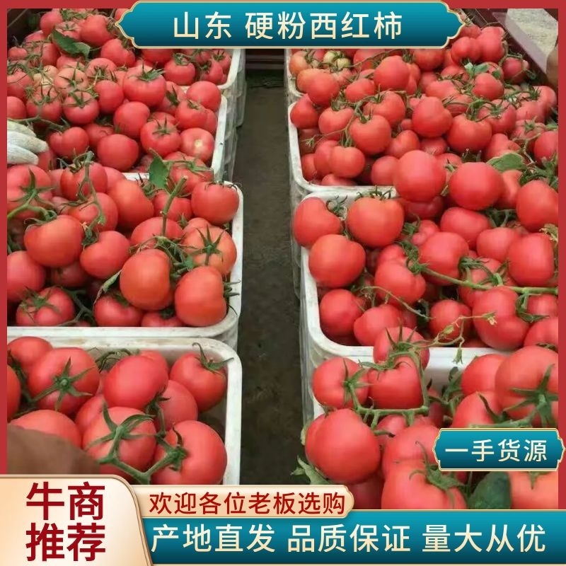 硬粉西红柿量大质量好沙瓤耐运输口感甜欢迎咨询