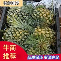 广东菠萝徐闻曲界菠萝，大量供应中，城信代办欢迎来电咨询