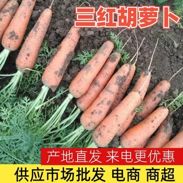 【胡萝卜】河南三红胡萝卜大量上市半叶全叶净萝卜