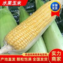 【玉米】水果玉米2024新货上市无虫颗粒饱满优质