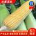 【玉米】广东水果玉米2022新货上市无虫颗粒饱满
