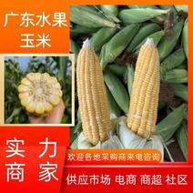 【热卖】精品水果玉米供应批发市场电商商超全国发货