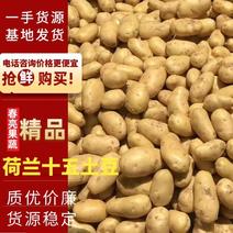 【精品批发】荷兰十五土豆袋子货诚信代办一手货源