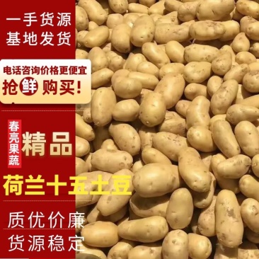 【精品批发】荷兰十五土豆袋子货诚信代办一手货源
