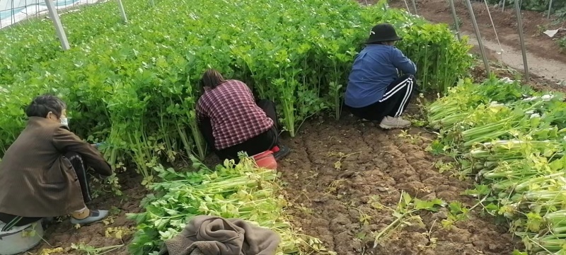 山东芹菜西芹一手货源视频看货品质保证以质论价