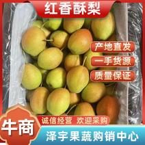 【推荐】红香酥梨河北晋州，精品筐装，对接电商/市场/团购