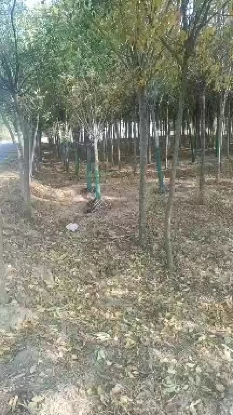 河南白蜡白蜡树一手货源视频看货品质保证诚信经营