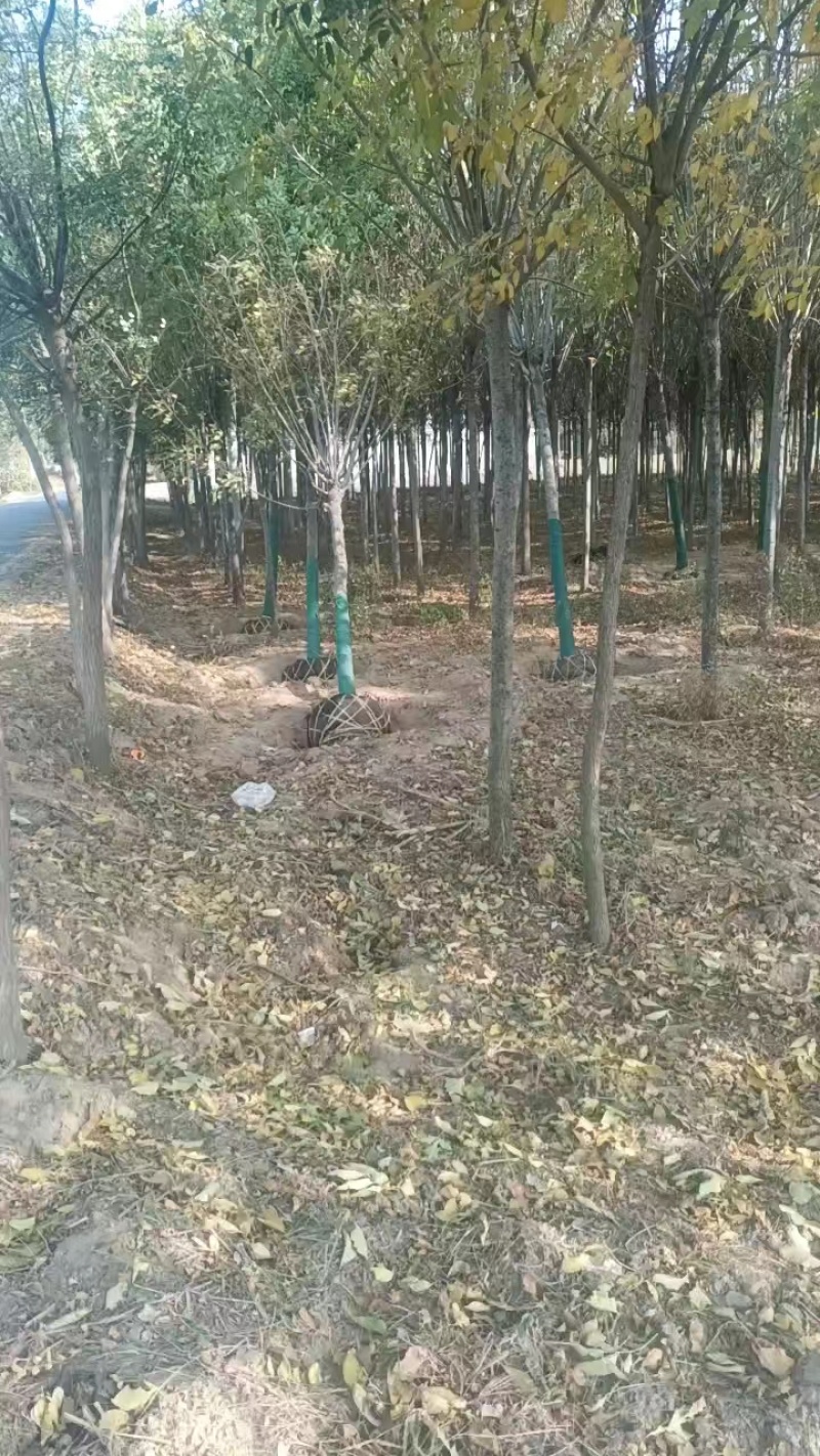 河南白蜡白蜡树一手货源视频看货品质保证诚信经营