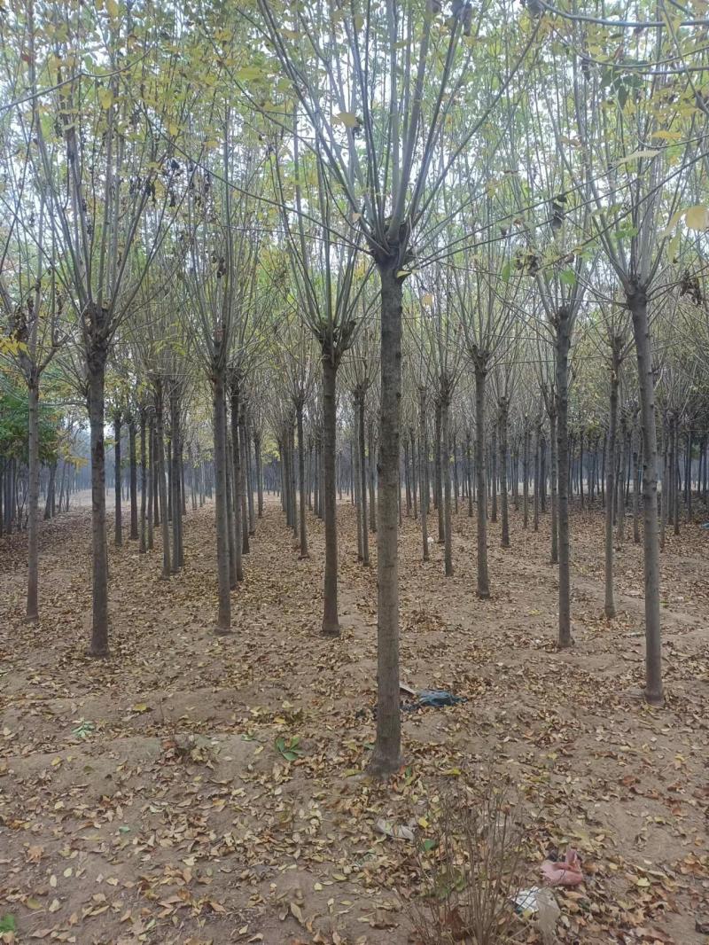 河南白蜡白蜡树一手货源视频看货品质保证诚信经营