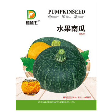 水果南瓜种子小南瓜甜面香口感好基地大面积种植