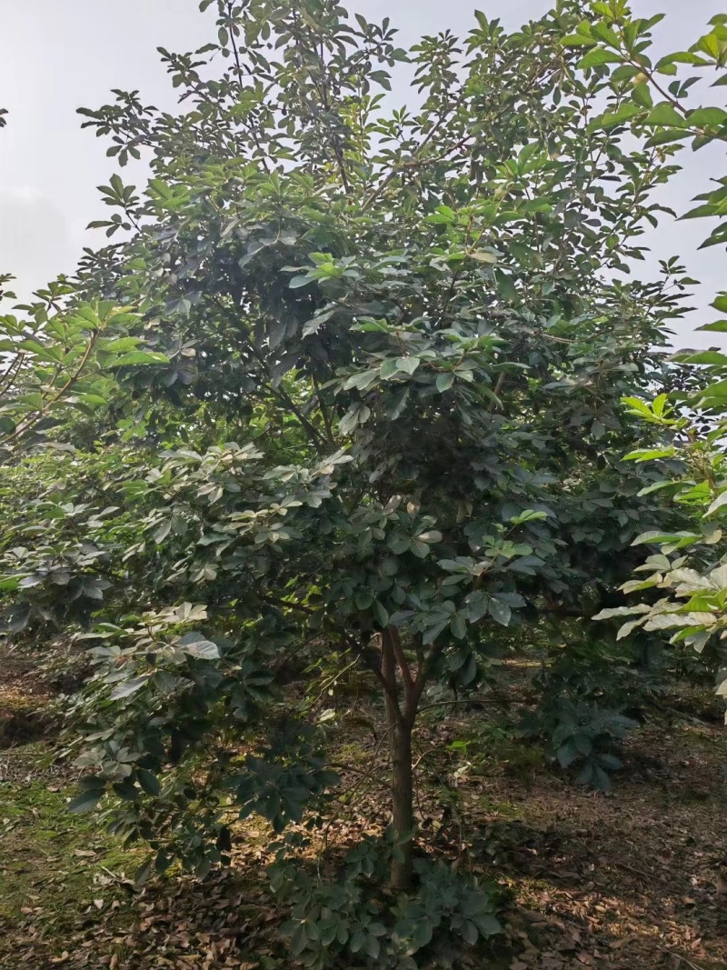 黄花风铃木风铃木绿化苗木支持视频看货
