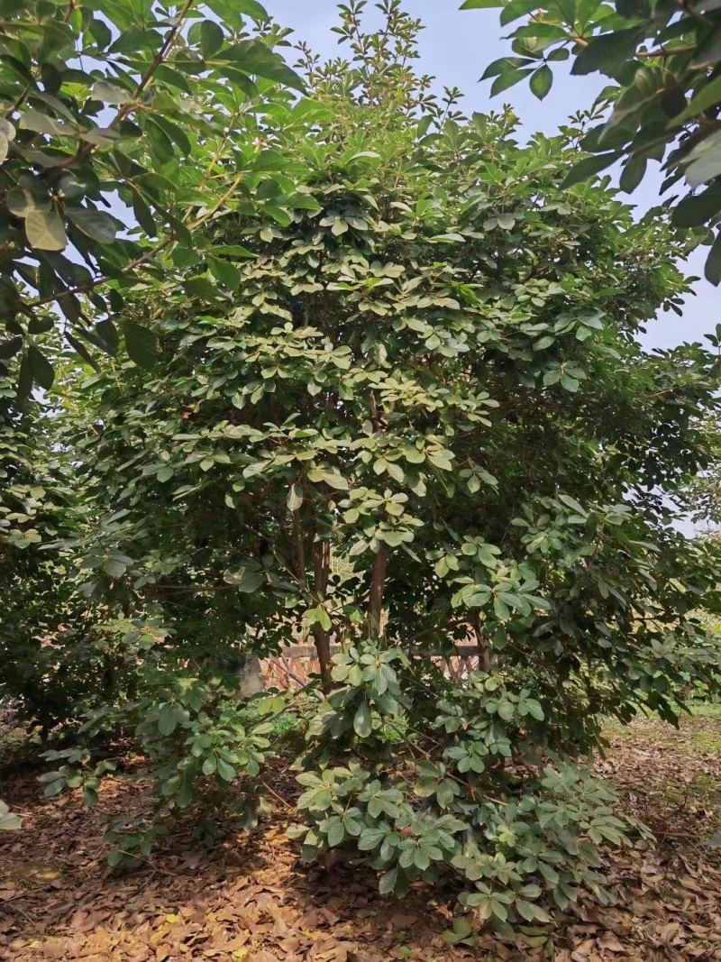 黄花风铃木风铃木绿化苗木支持视频看货