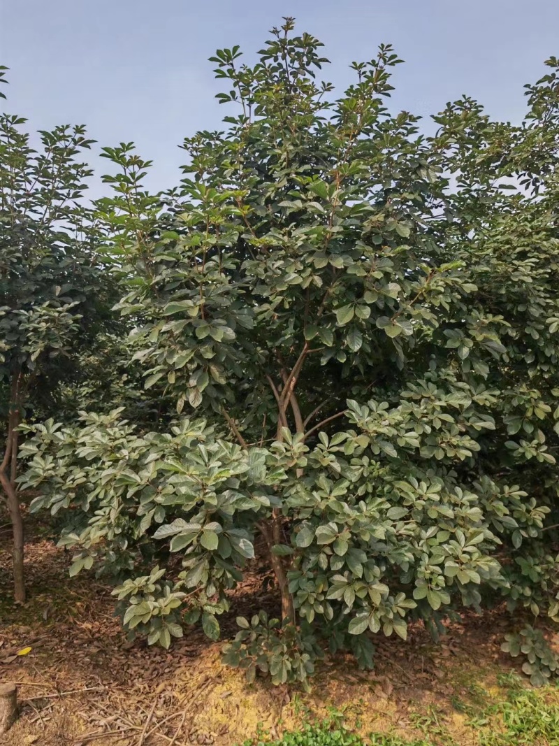 黄花风铃木风铃木绿化苗木支持视频看货