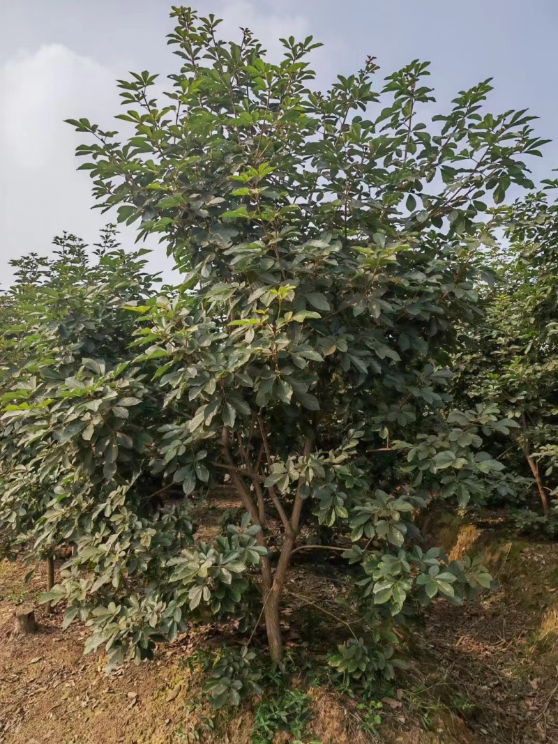 黄花风铃木风铃木绿化苗木支持视频看货