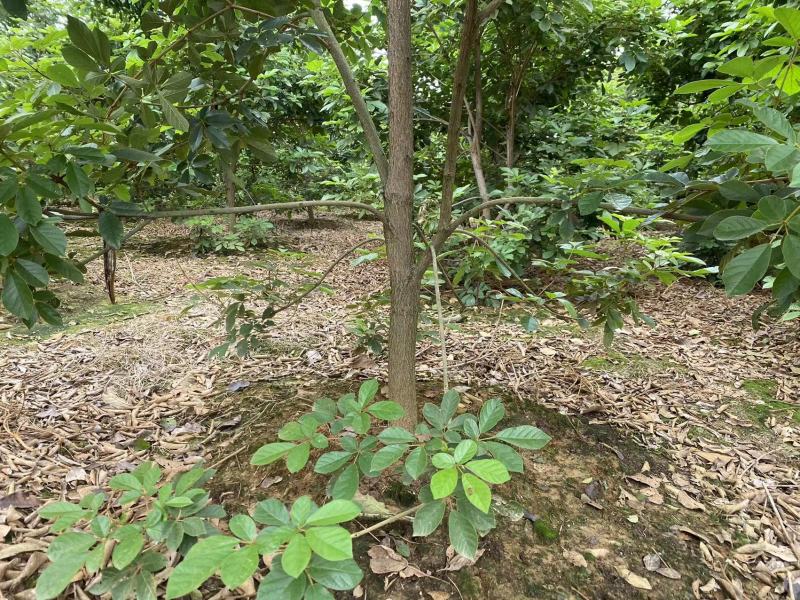 黄花风铃木风铃木绿化苗木支持视频看货