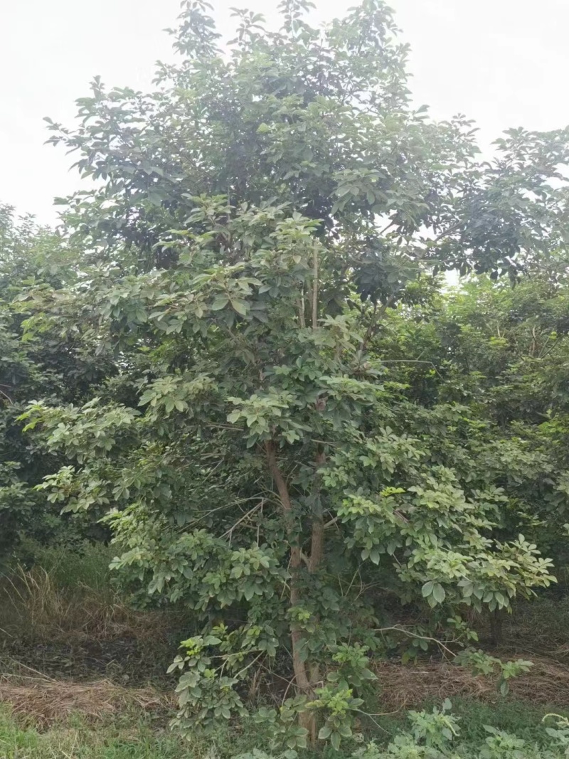 黄花风铃木风铃木绿化苗木支持视频看货