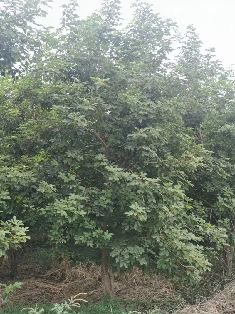 黄花风铃木风铃木绿化苗木支持视频看货