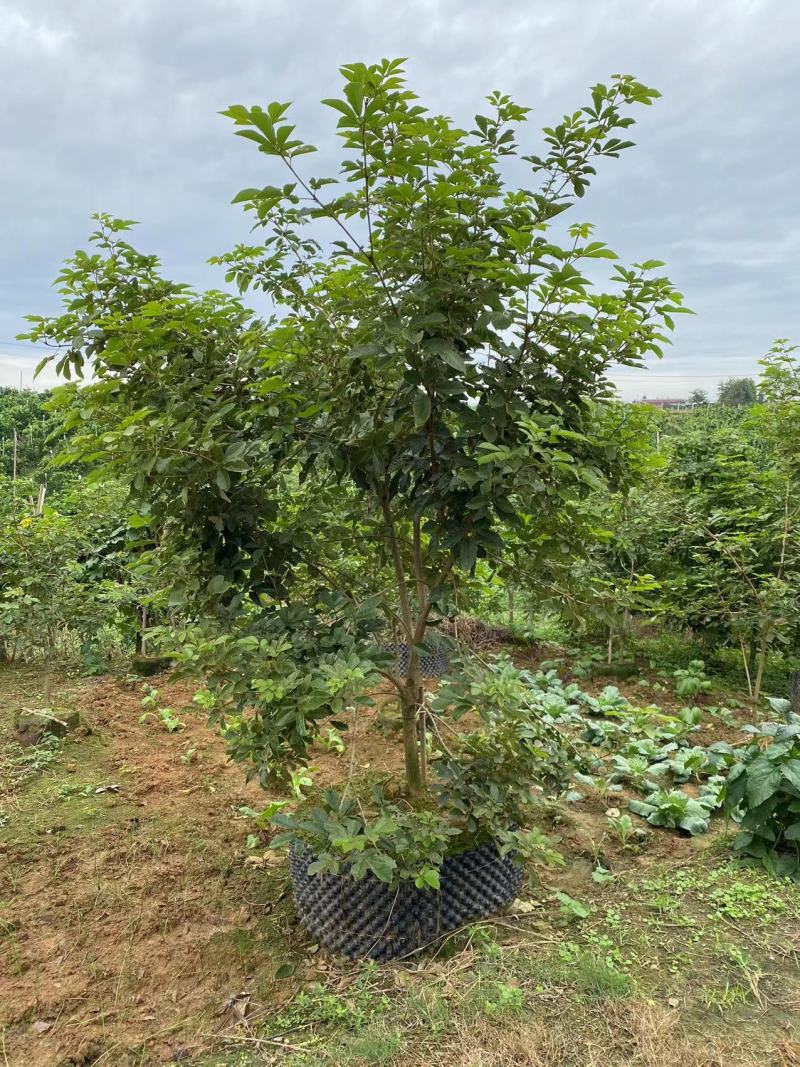 黄花风铃木风铃木绿化苗木支持视频看货