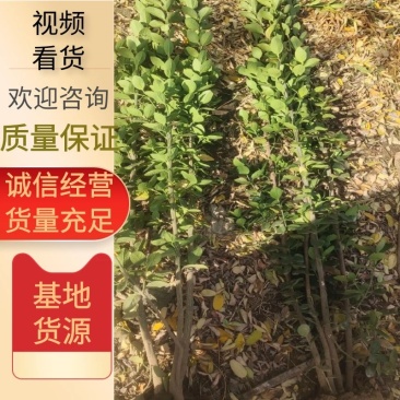 山东潍坊青州北海道黄杨基地大量供应，全国发货，质量保证