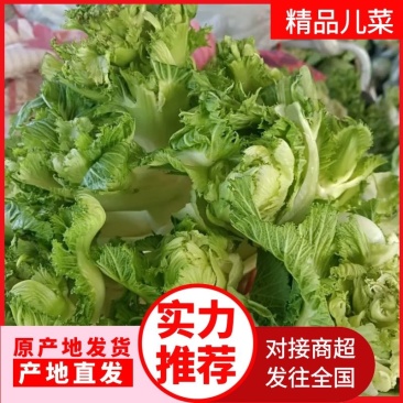 精品儿菜产地直发货源充足质量保障，欢迎新老客户前来咨询