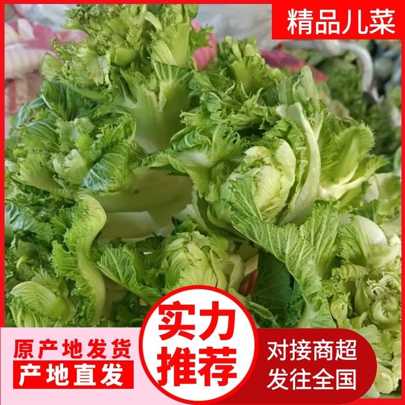 精品儿菜产地直发货源充足质量保障，欢迎新老客户前来咨询