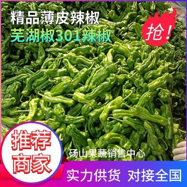 精品薄皮辣椒，芜湖椒301大量供应，一手货源，现摘现卖！
