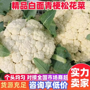 白面青梗松花菜，松散乳白色有机花菜，产地直供！包质保量